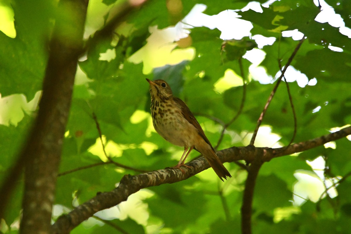 Hermit Thrush - ML620834410