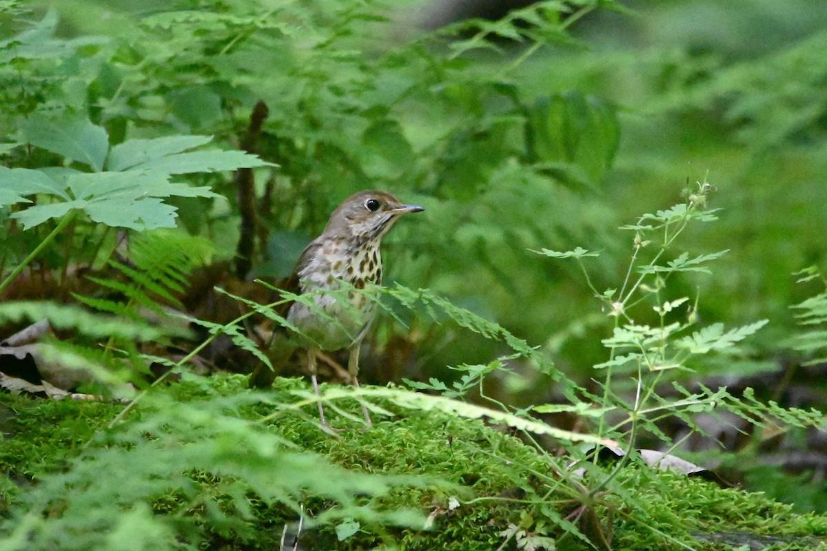 Hermit Thrush - ML620834412