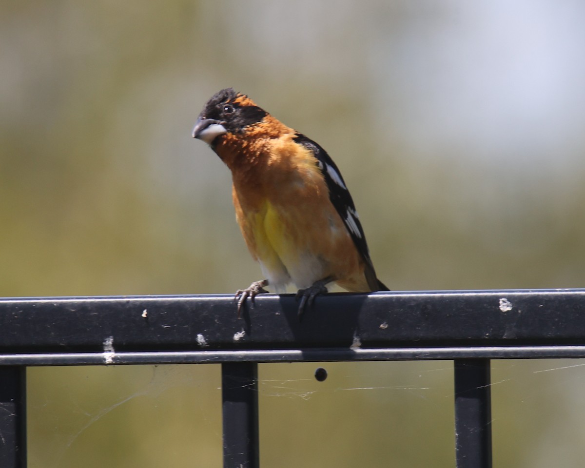 Black-headed Grosbeak - ML620834413