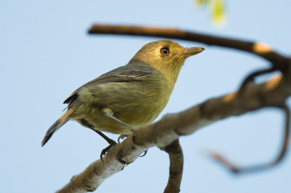 Cuban Vireo - ML620834416