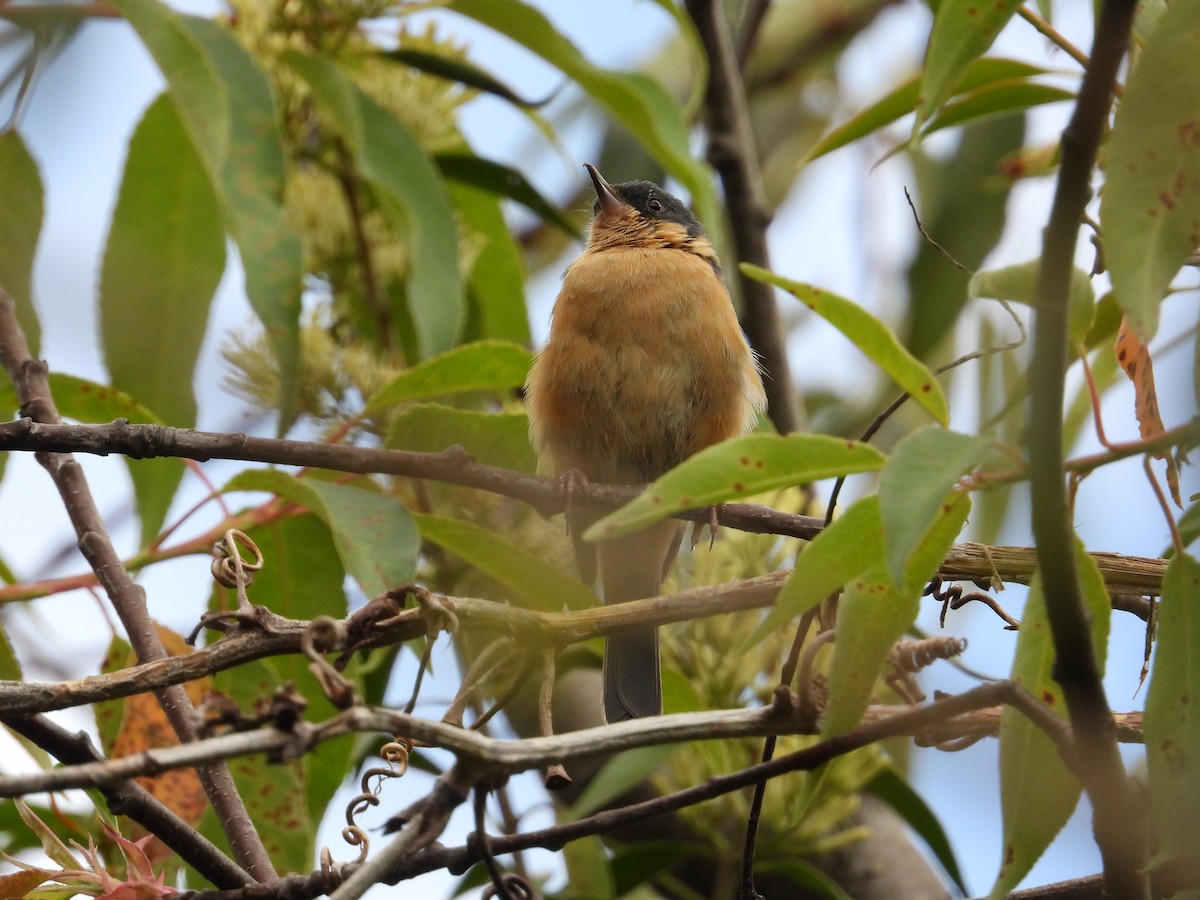 Rusty Flowerpiercer - Francisco Sornoza