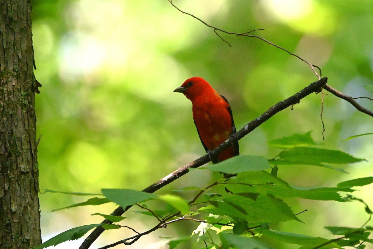 Scarlet Tanager - ML620834423