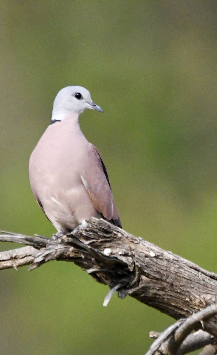 Red Collared-Dove - ML620834428