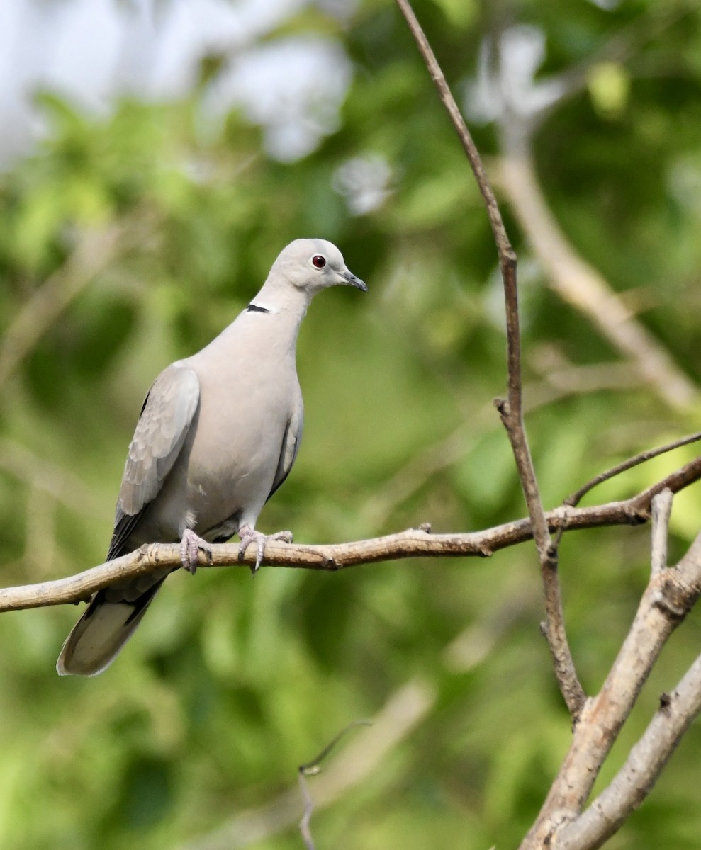 Red Collared-Dove - ML620834429