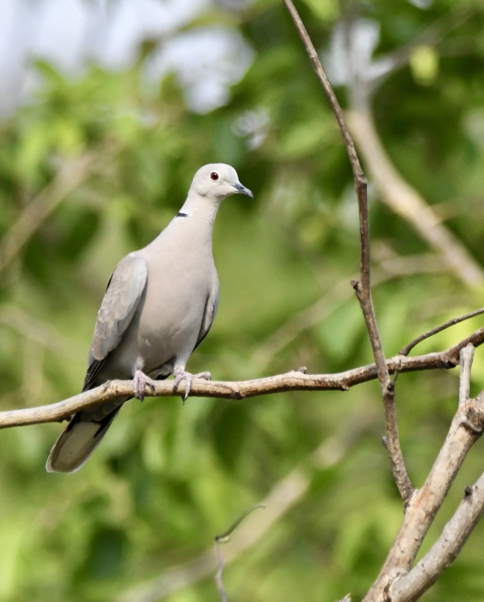 Red Collared-Dove - ML620834430