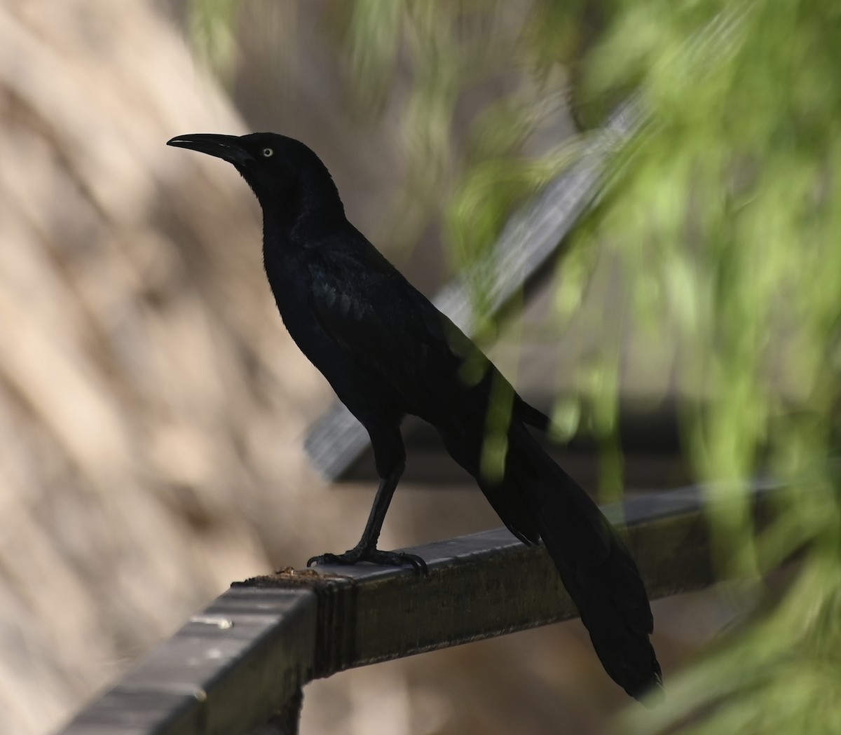 Great-tailed Grackle - ML620834431