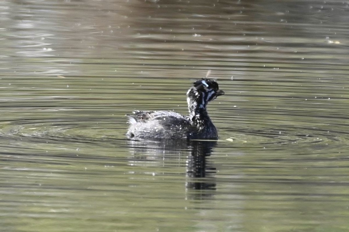 Pied-billed Grebe - ML620834441