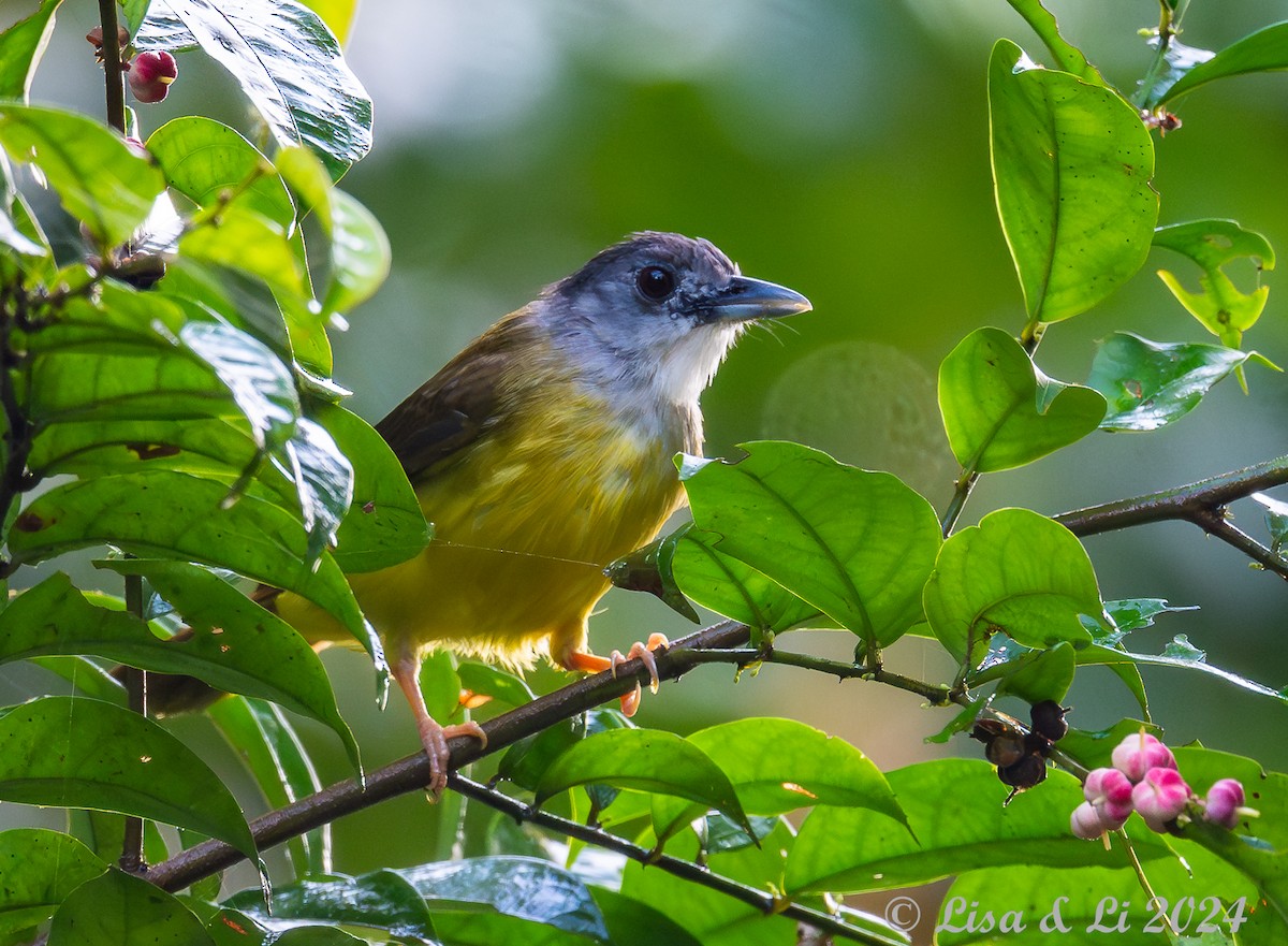 Yellow-bellied Bulbul - ML620834443