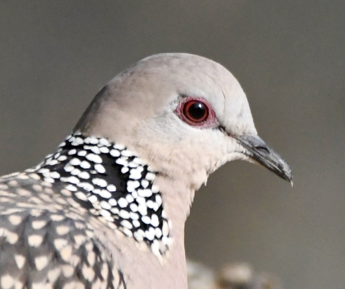 Spotted Dove - ML620834448