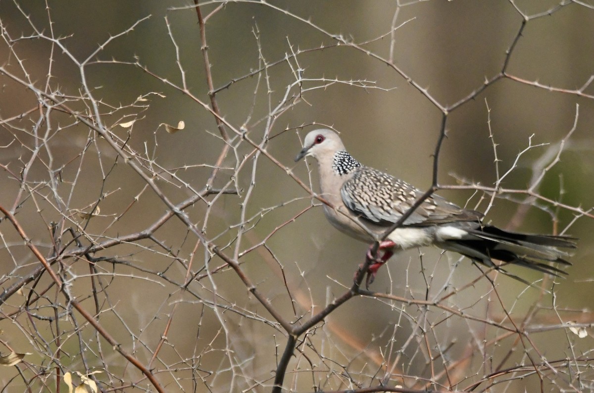 Spotted Dove - mark perry