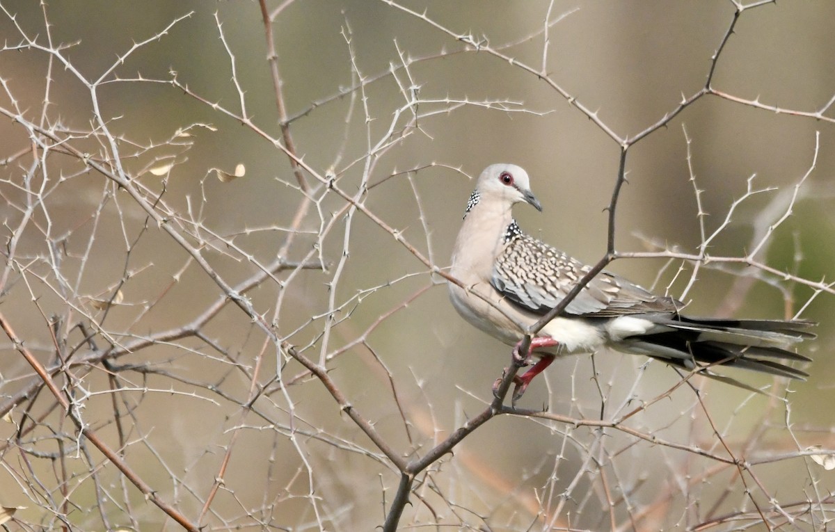 Spotted Dove - ML620834450