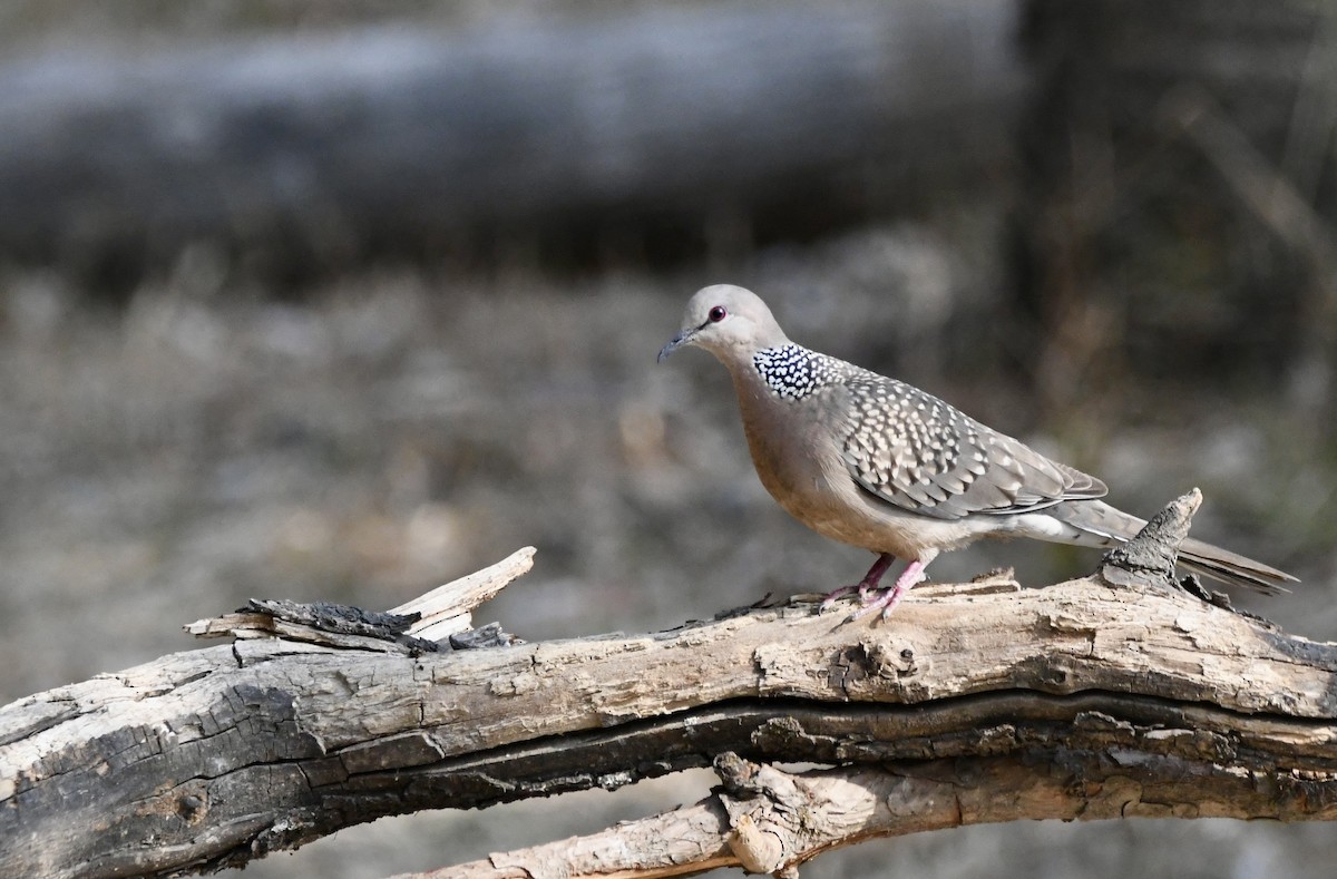 Spotted Dove - ML620834451