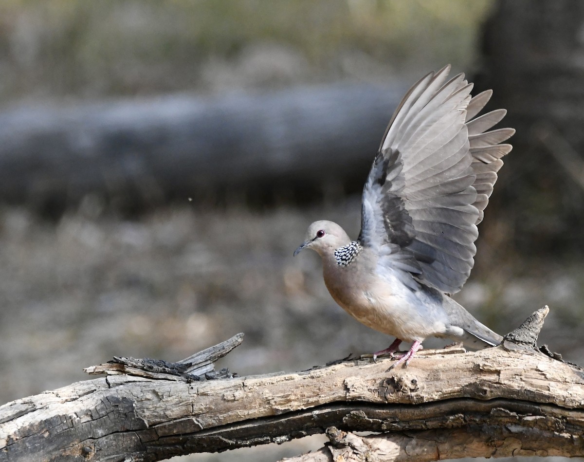 Spotted Dove - ML620834452