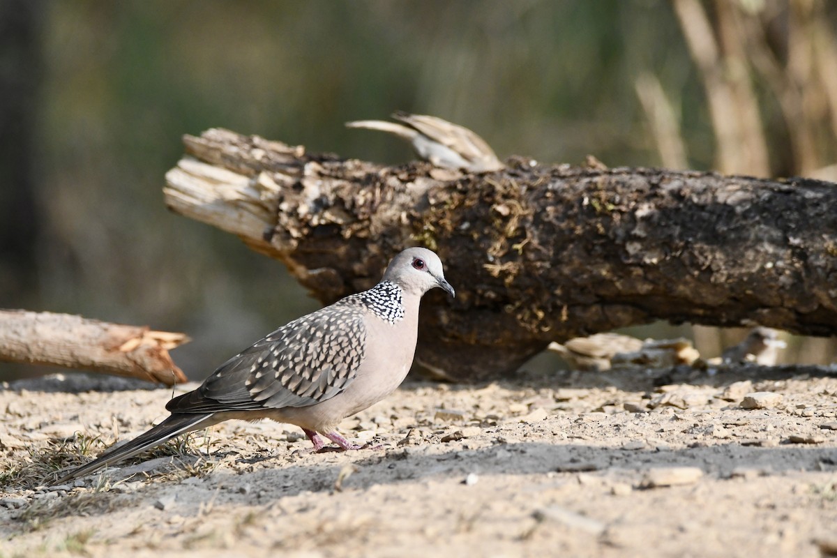 珠頸斑鳩 - ML620834453