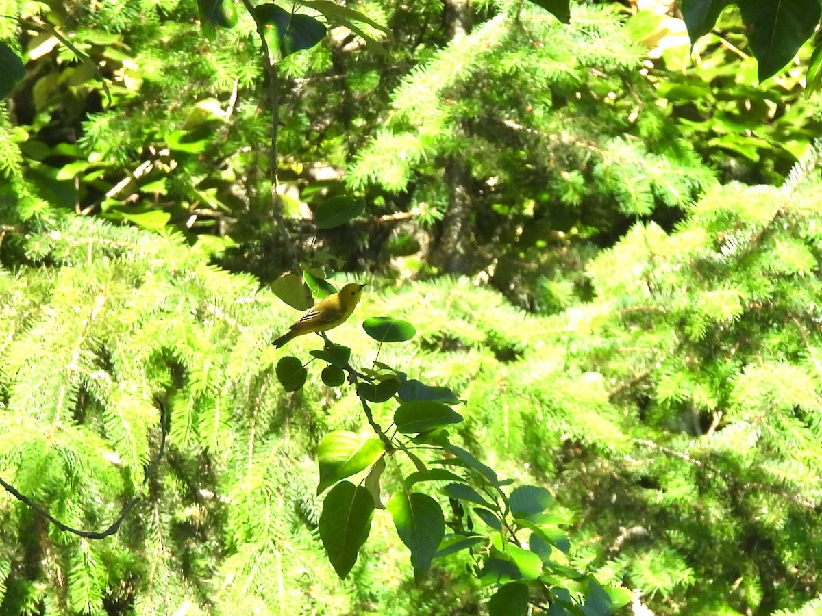 Yellow Warbler - ML620834454