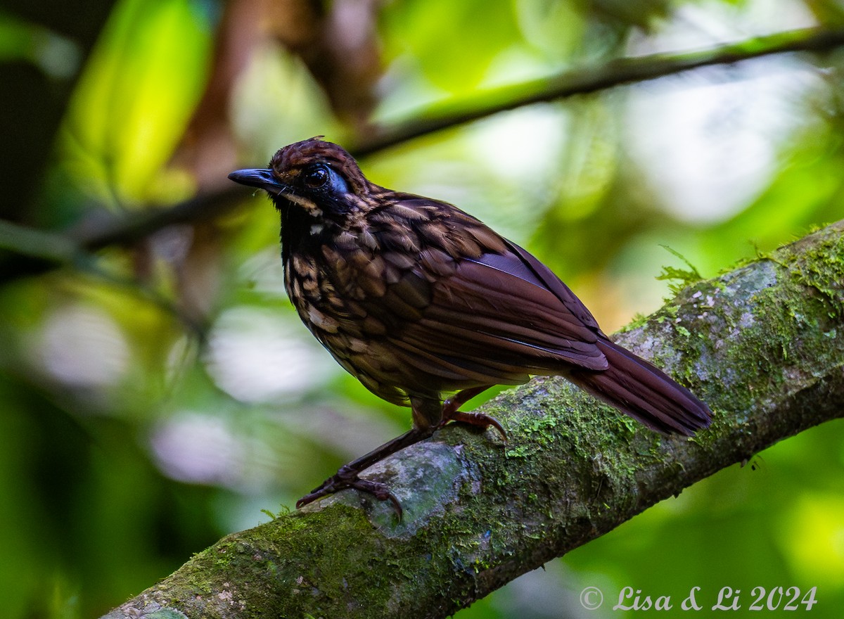 Black-throated Wren-Babbler - ML620834457