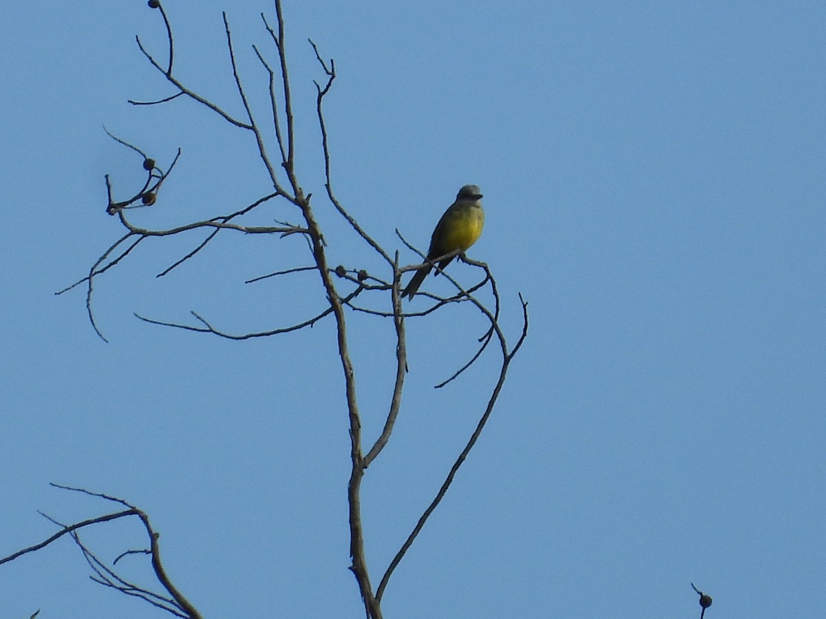 Tropical Kingbird - ML620834463