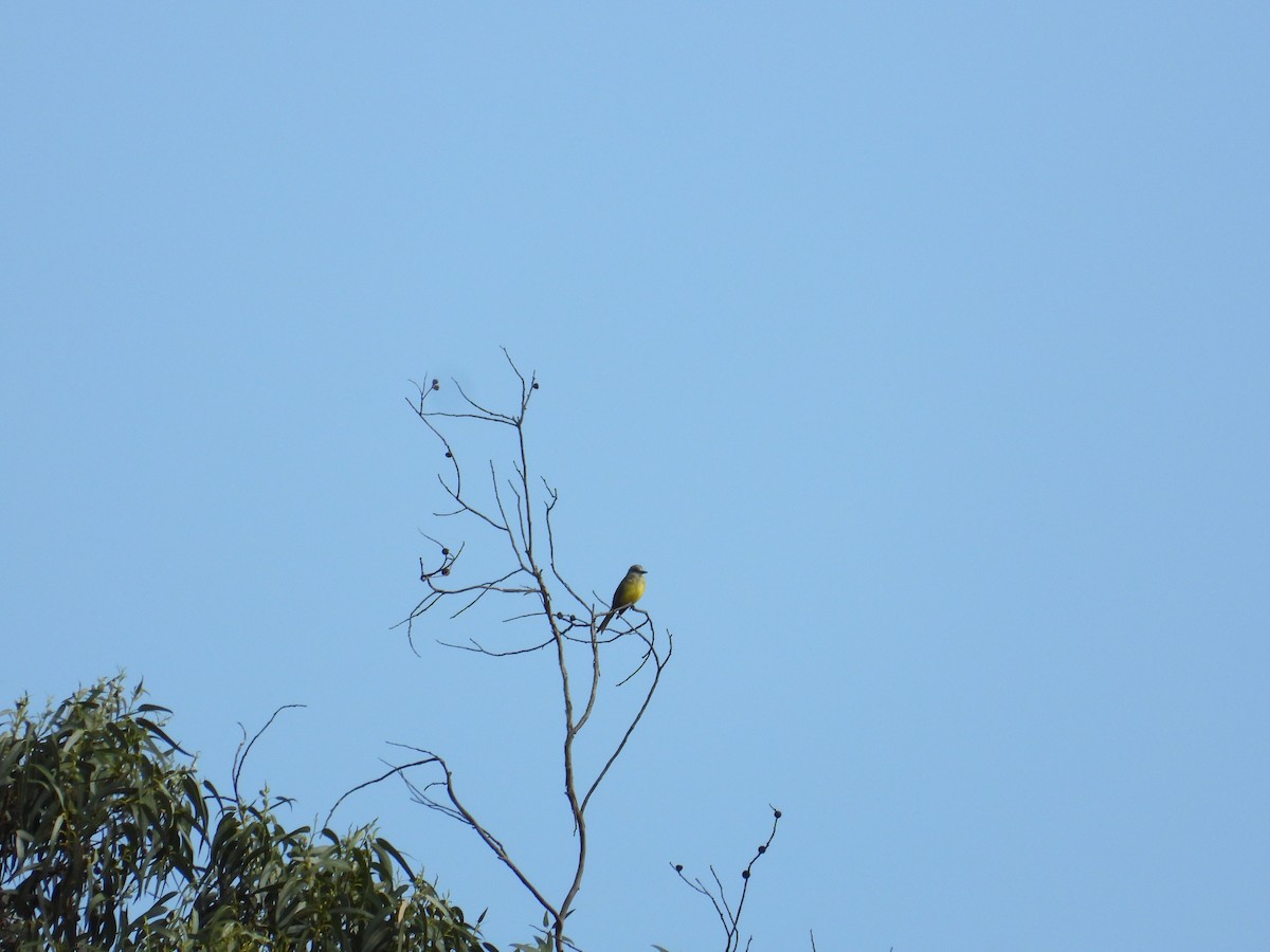 Tropical Kingbird - ML620834466