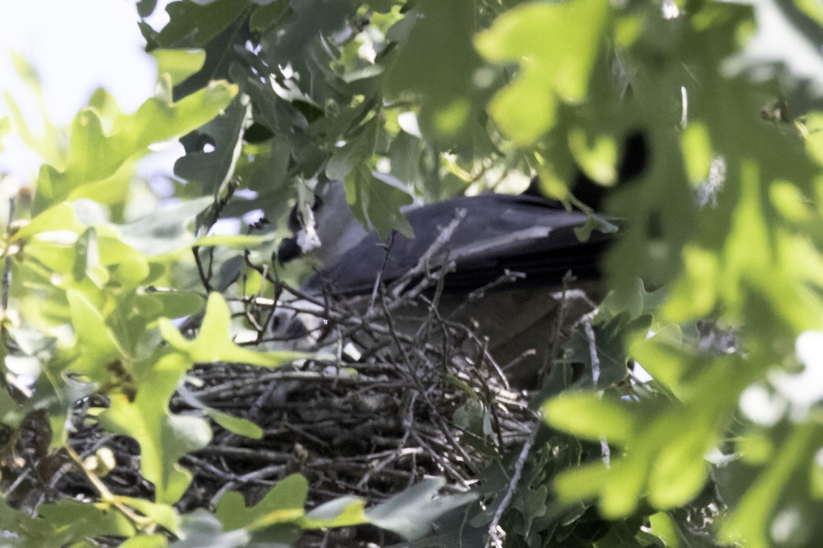 Mississippi Kite - ML620834469