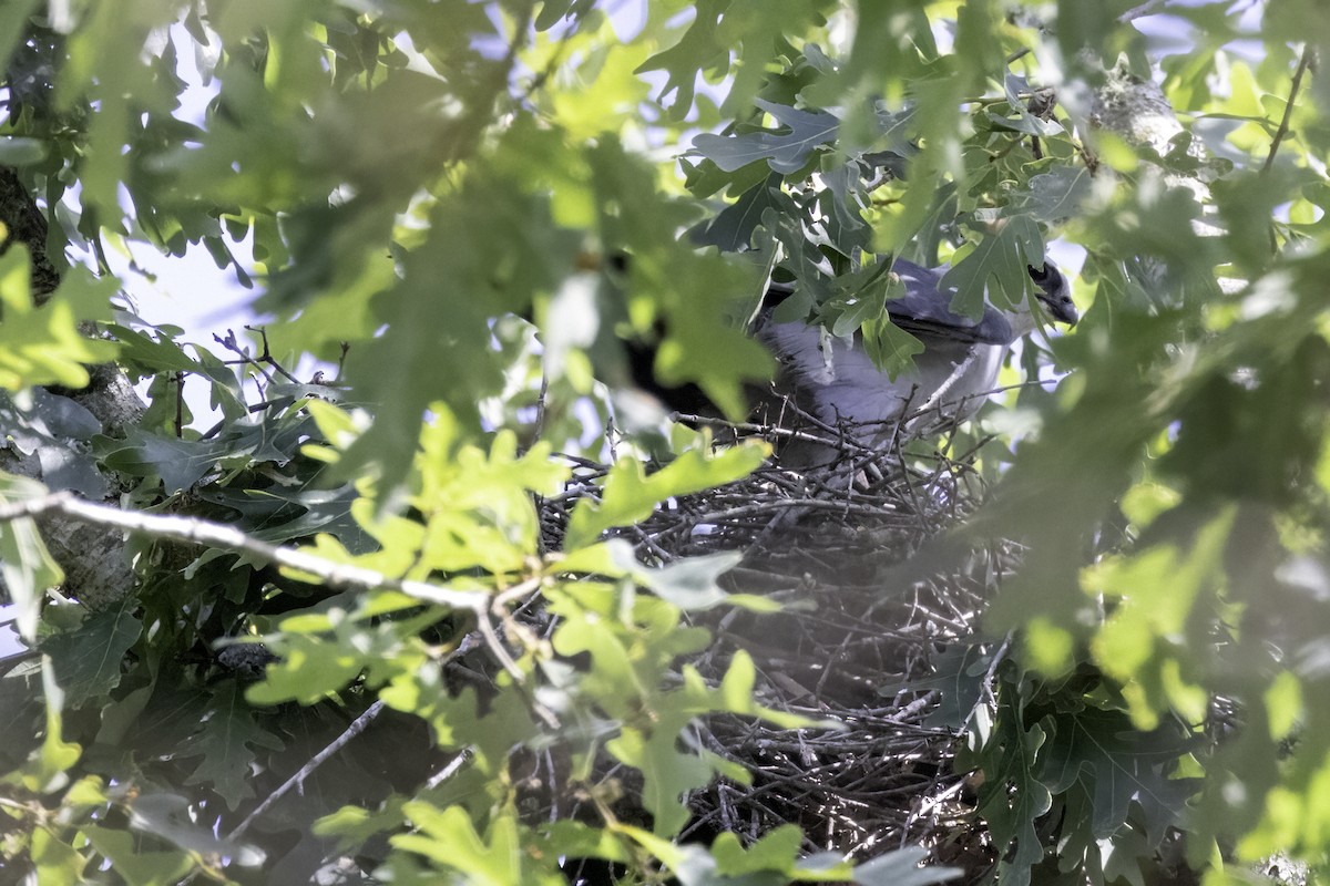 Mississippi Kite - ML620834472