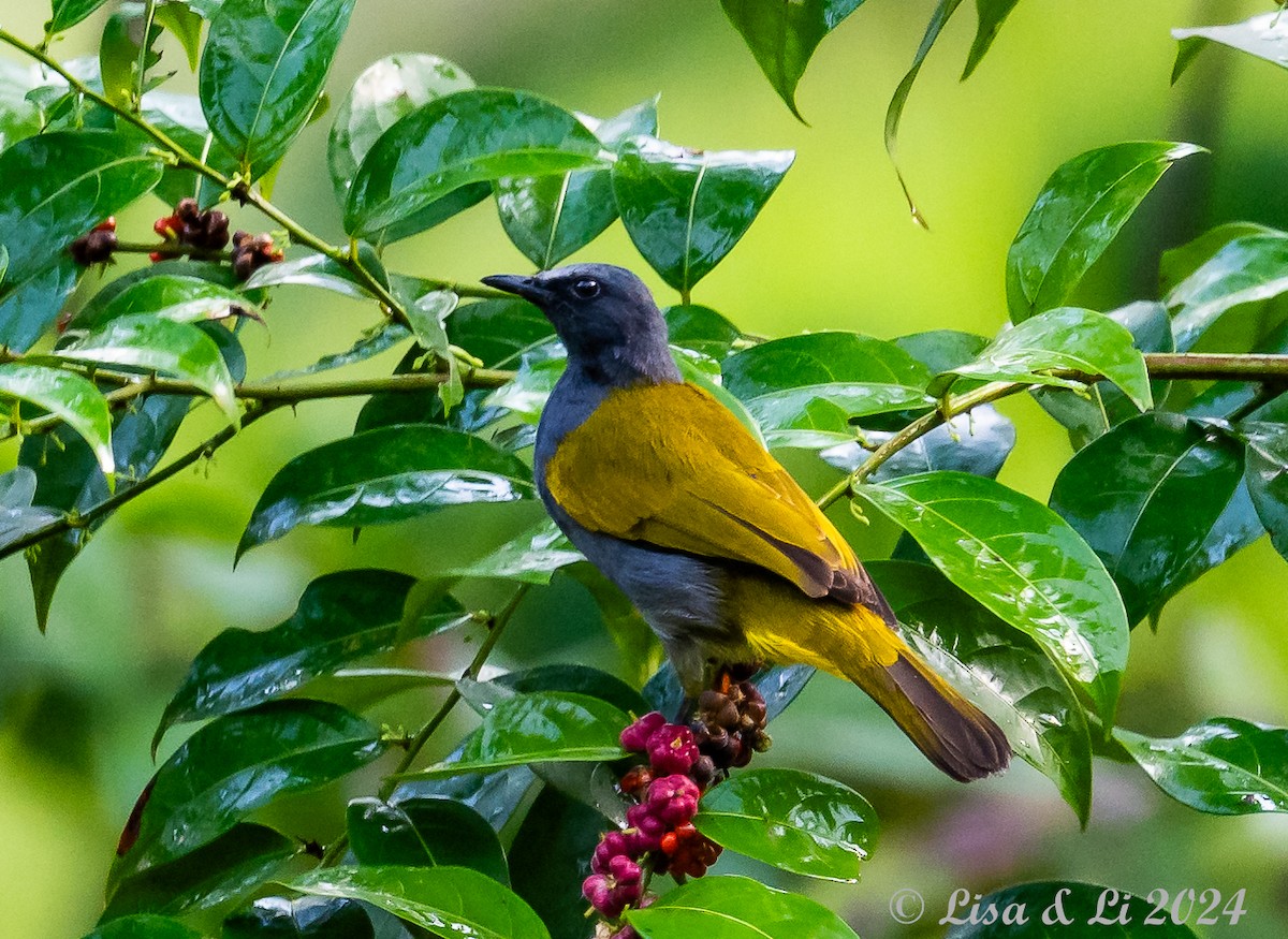 Gray-bellied Bulbul - ML620834474