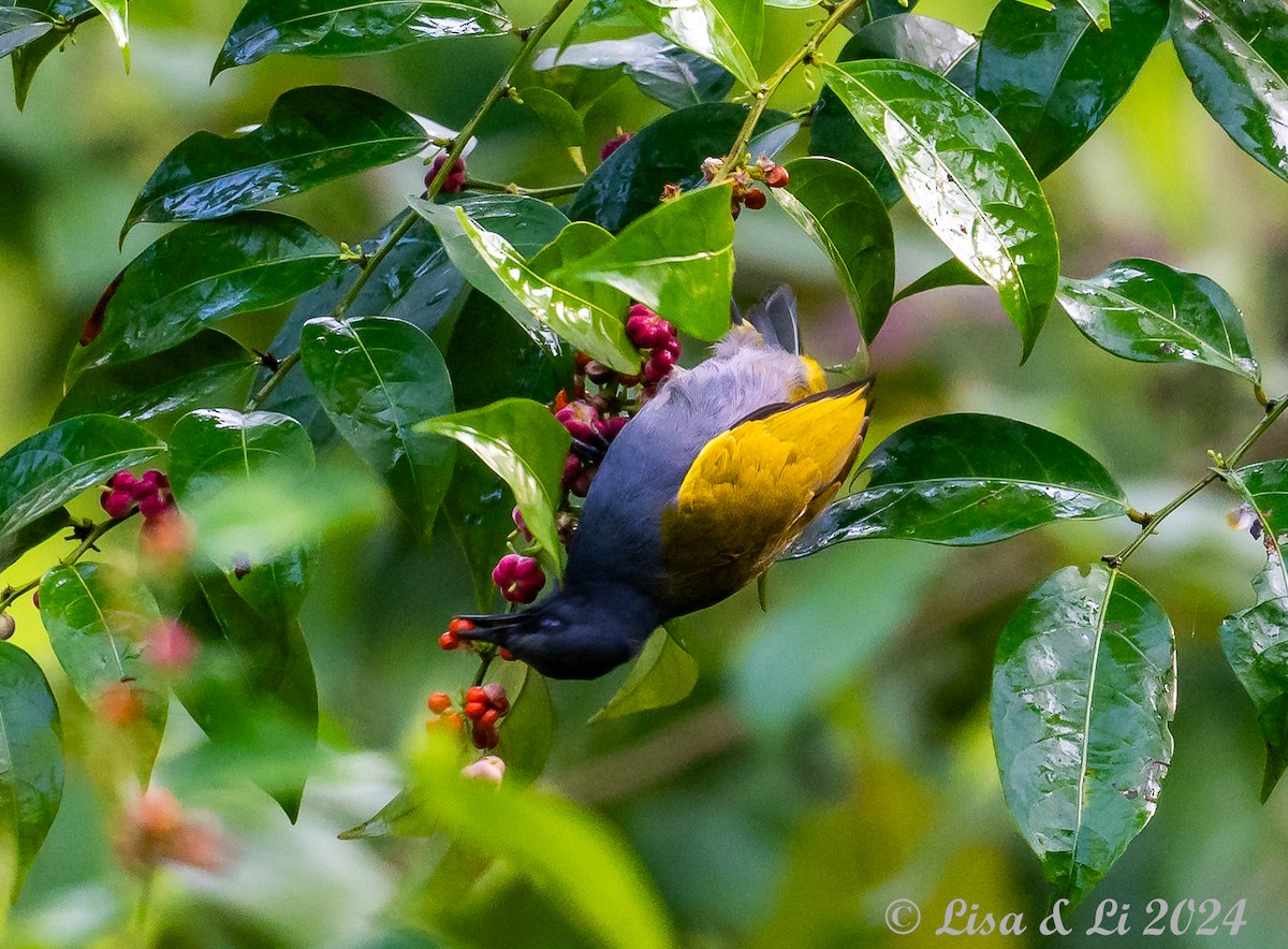 Gray-bellied Bulbul - ML620834476