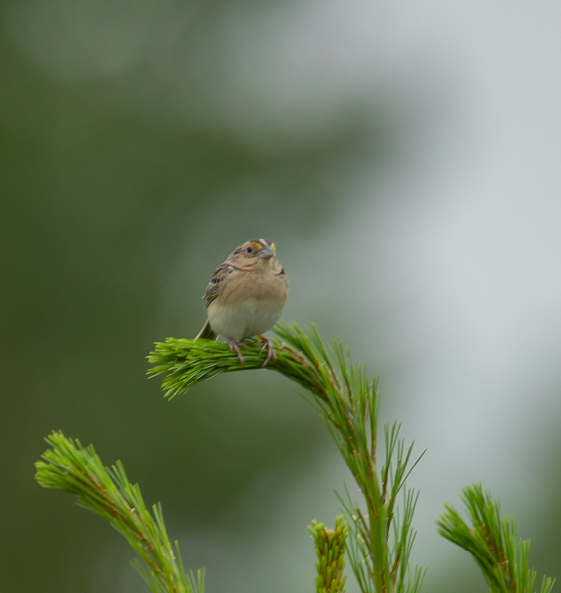 Grasshopper Sparrow - ML620834478
