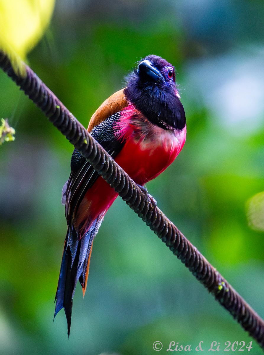 Diard's Trogon - ML620834479