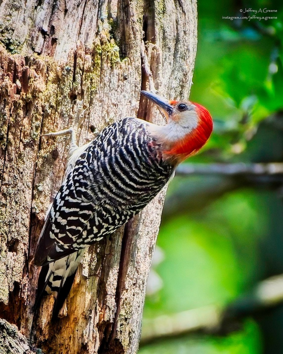 Red-bellied Woodpecker - ML620834481