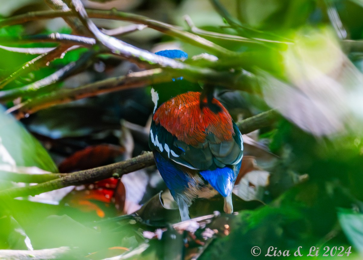 Blauscheitelpitta - ML620834483