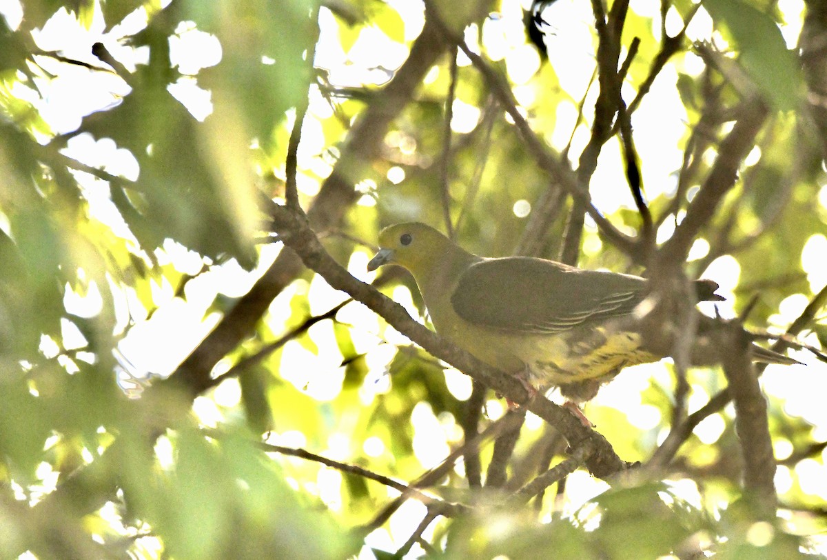 Yellow-footed Green-Pigeon - ML620834486