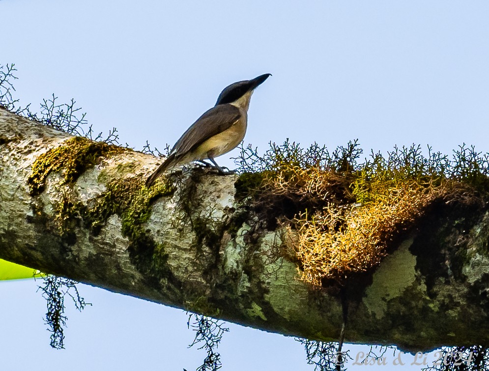 Large Woodshrike - ML620834494