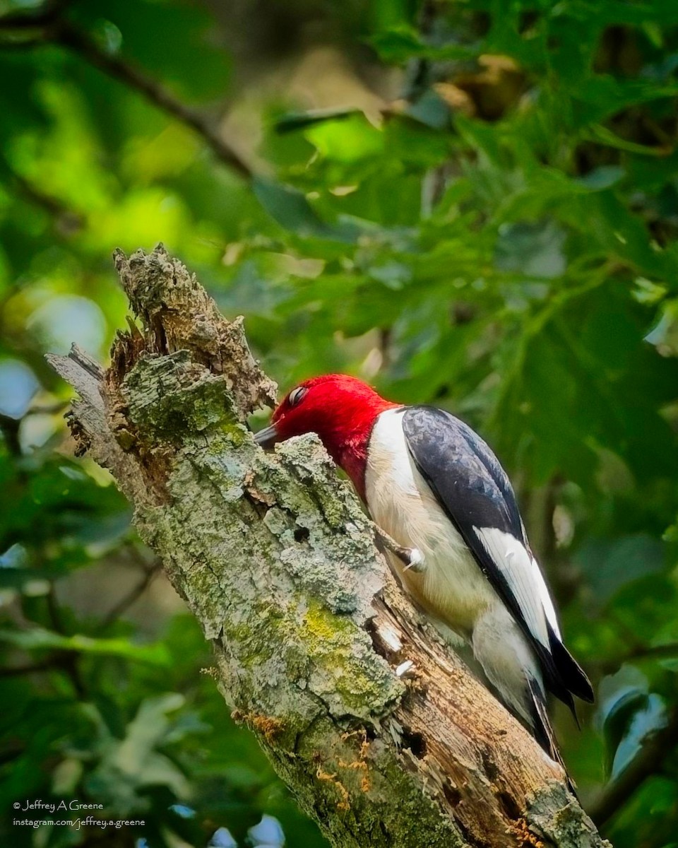 Red-headed Woodpecker - ML620834507