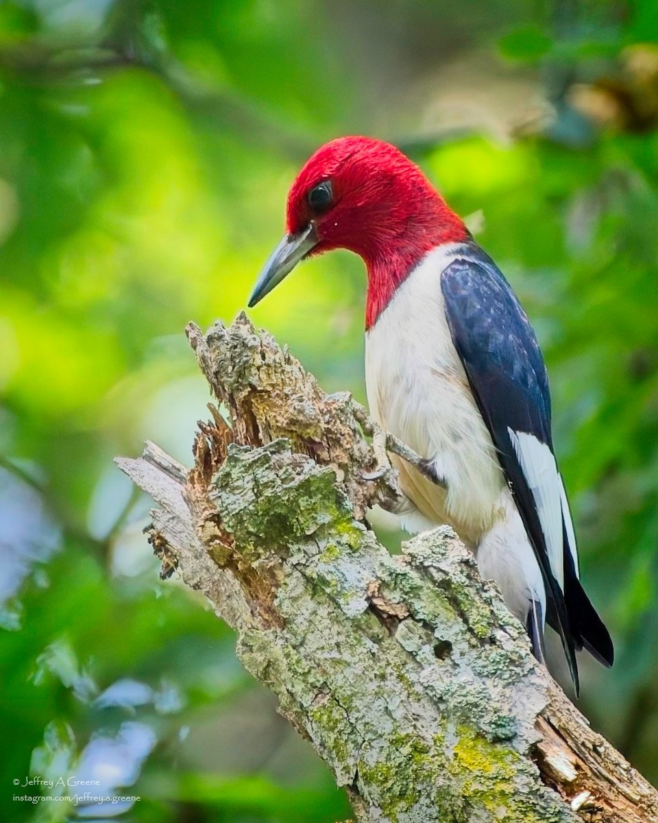Red-headed Woodpecker - ML620834508