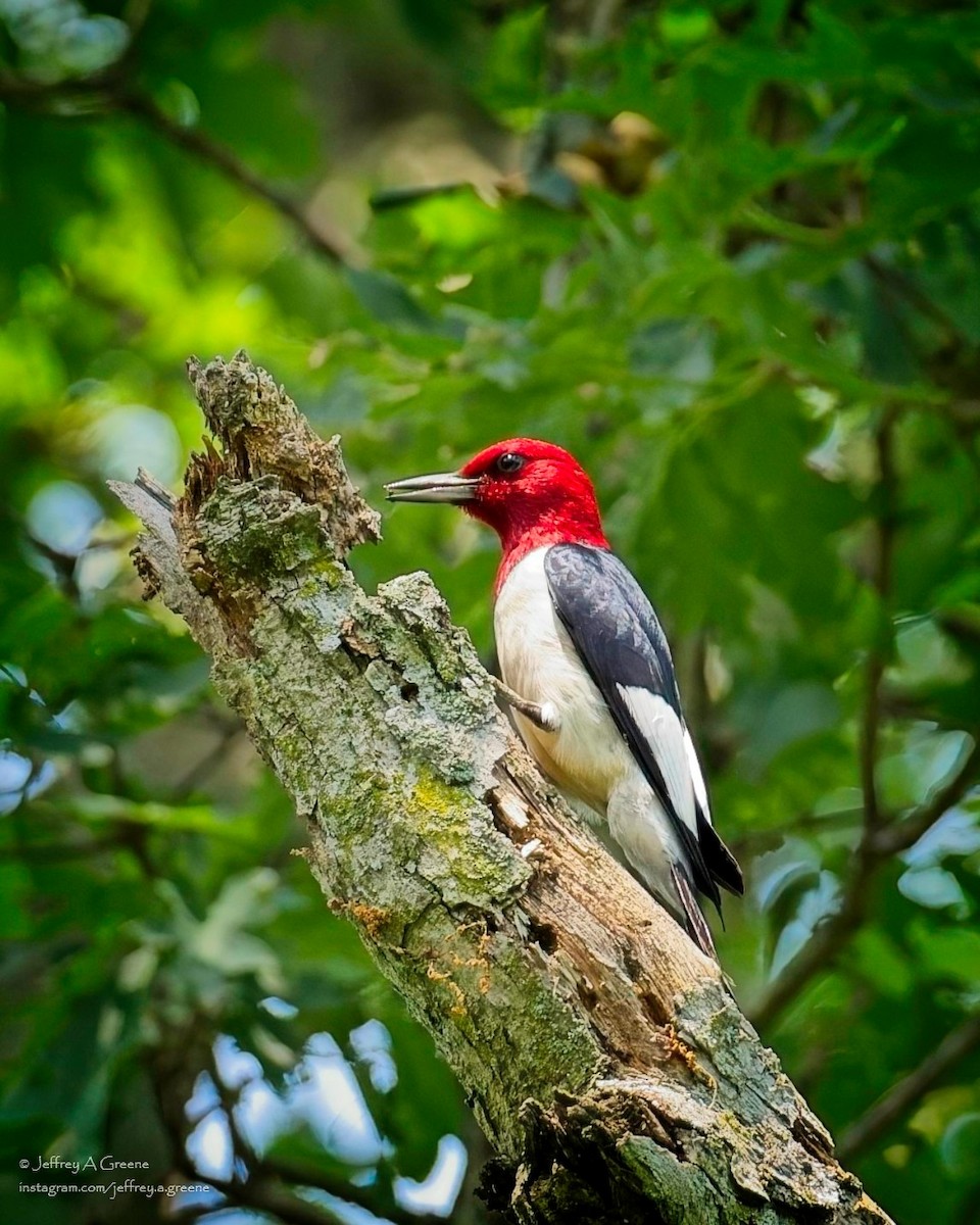 Red-headed Woodpecker - ML620834509