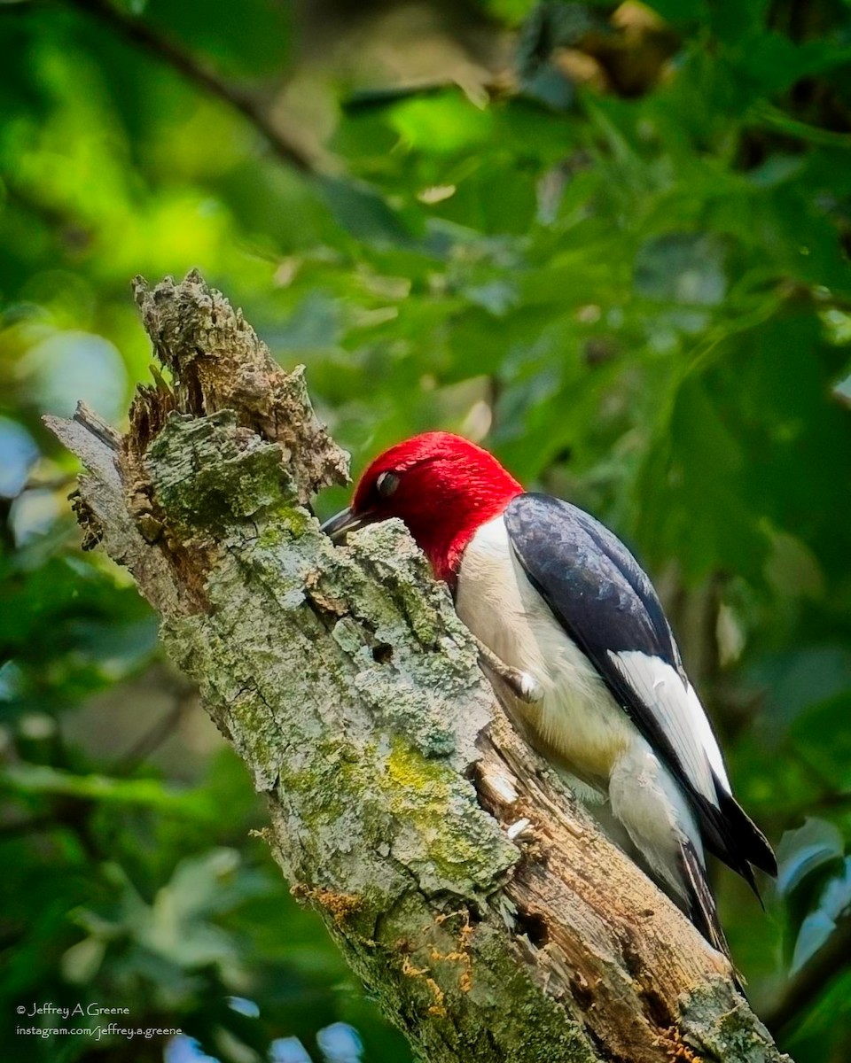 Red-headed Woodpecker - ML620834510