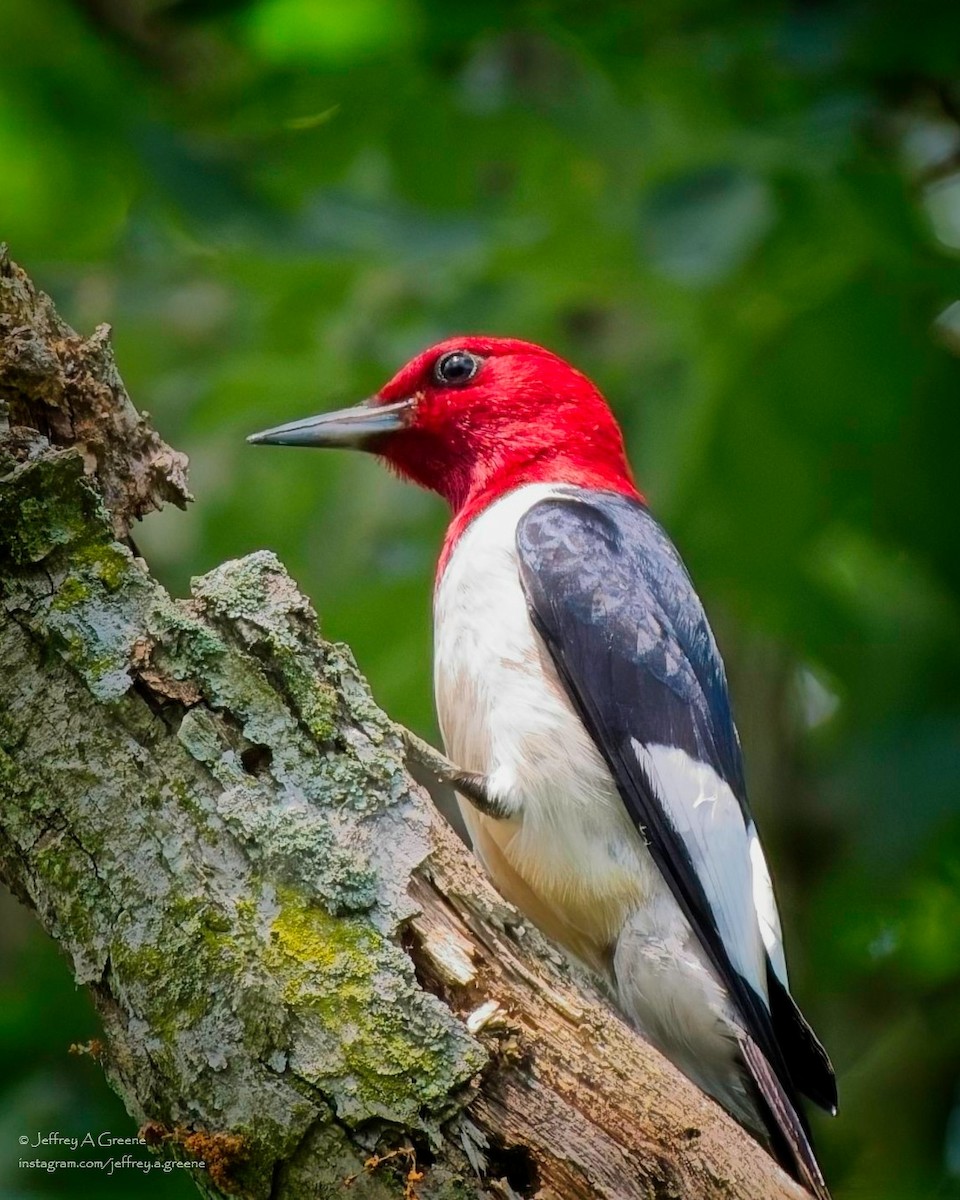 Red-headed Woodpecker - ML620834511