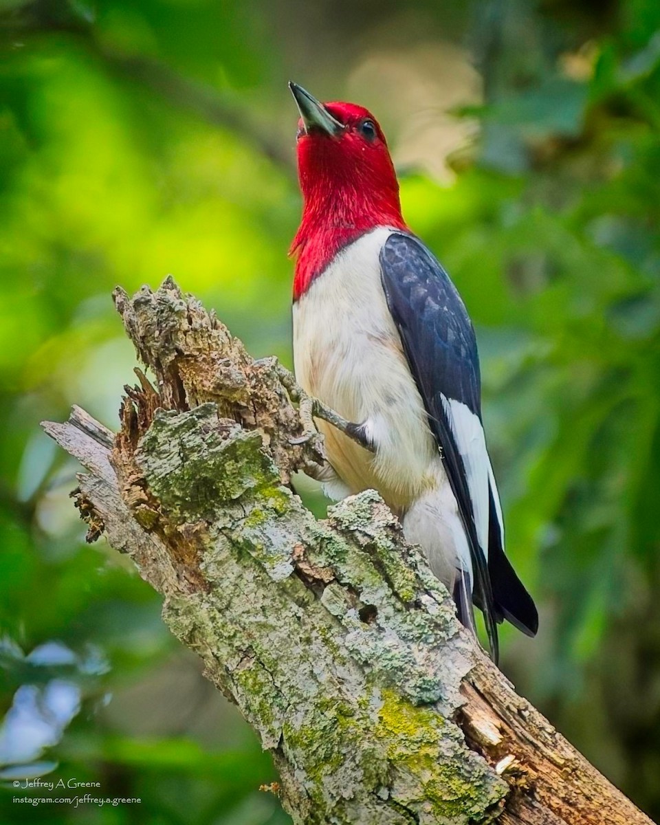 Red-headed Woodpecker - ML620834512
