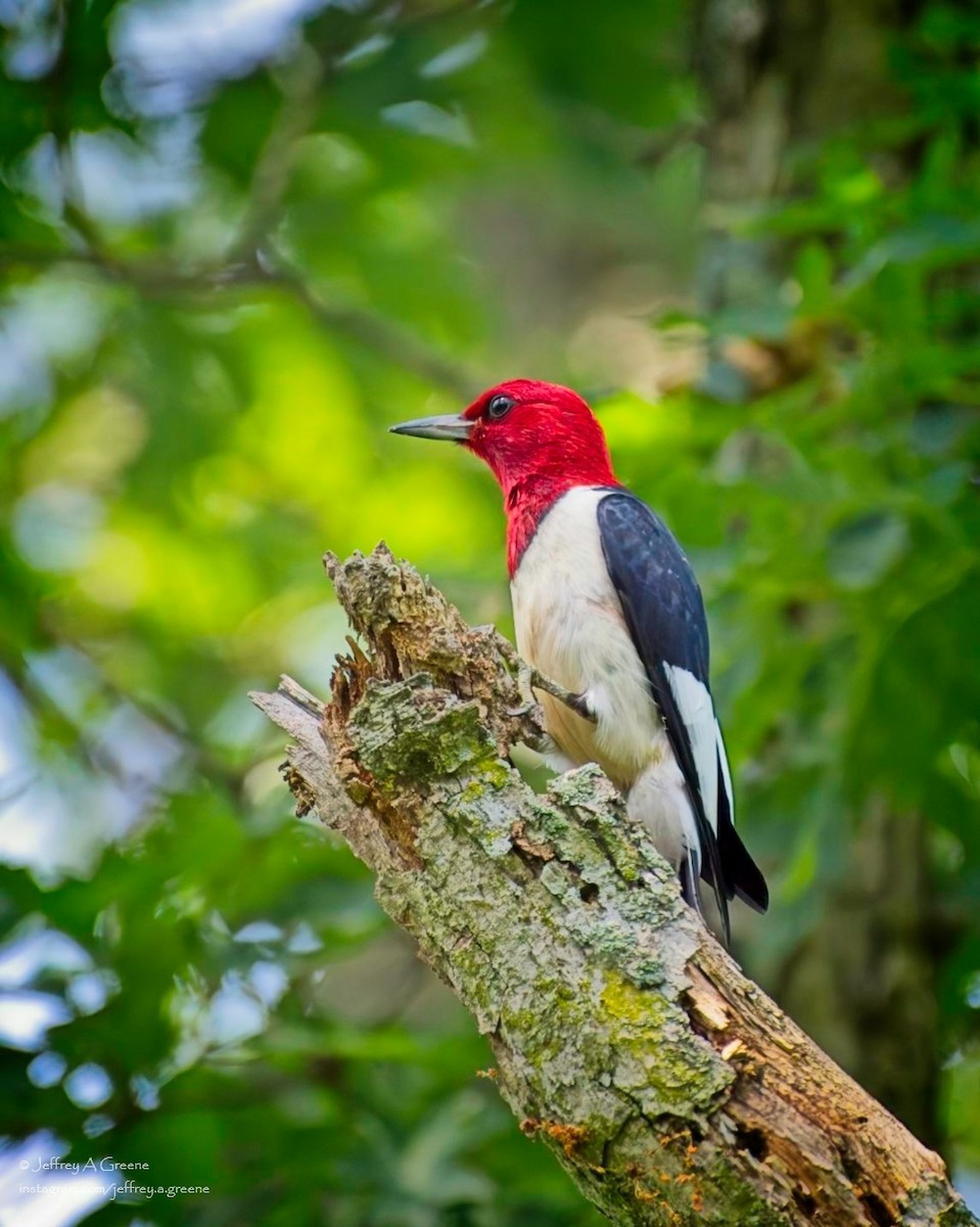 Red-headed Woodpecker - ML620834513