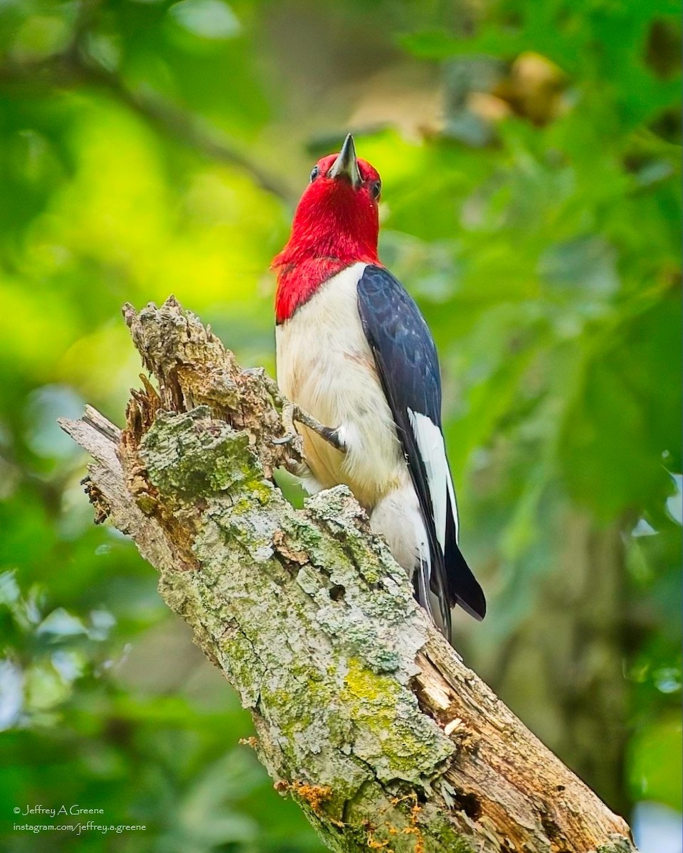 Red-headed Woodpecker - ML620834515