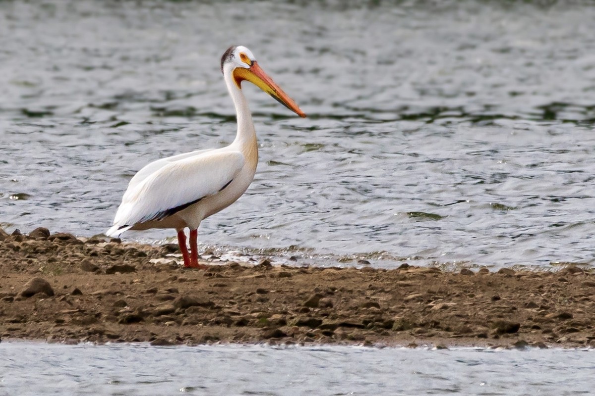 American White Pelican - ML620834516