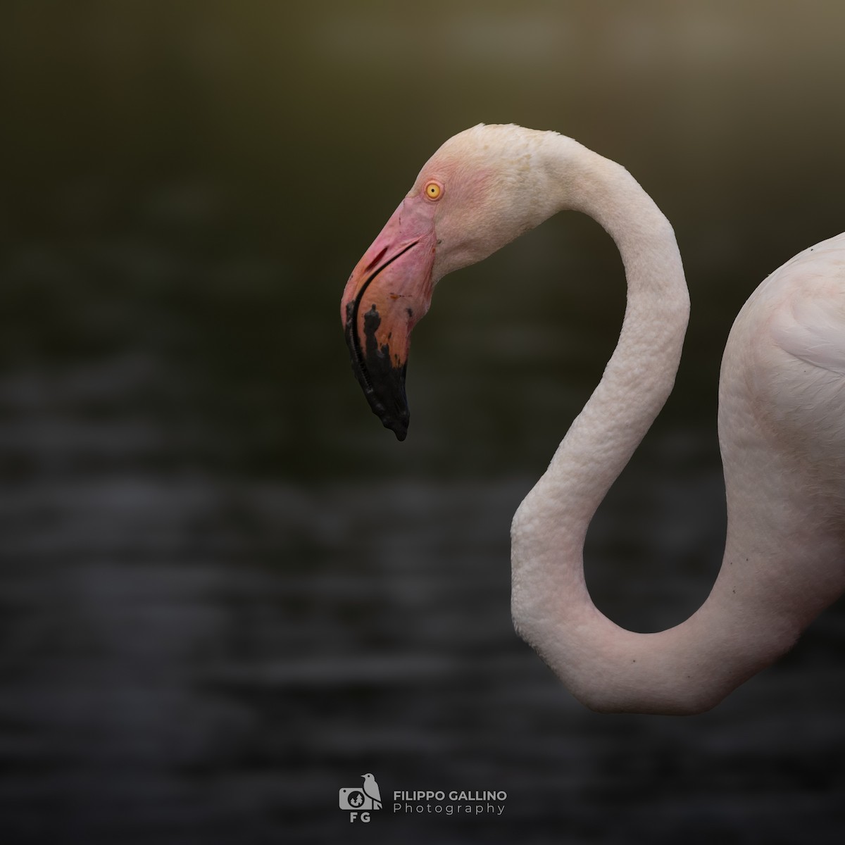 Greater Flamingo - ML620834522