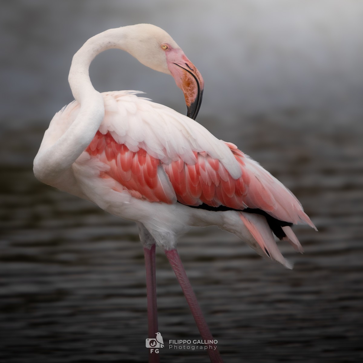 Greater Flamingo - ML620834525