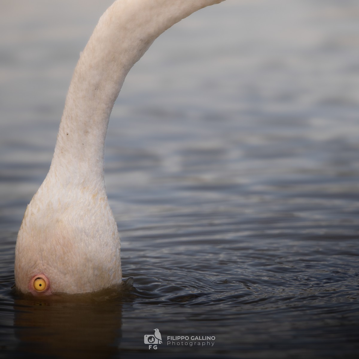 Greater Flamingo - Filippo Gallino