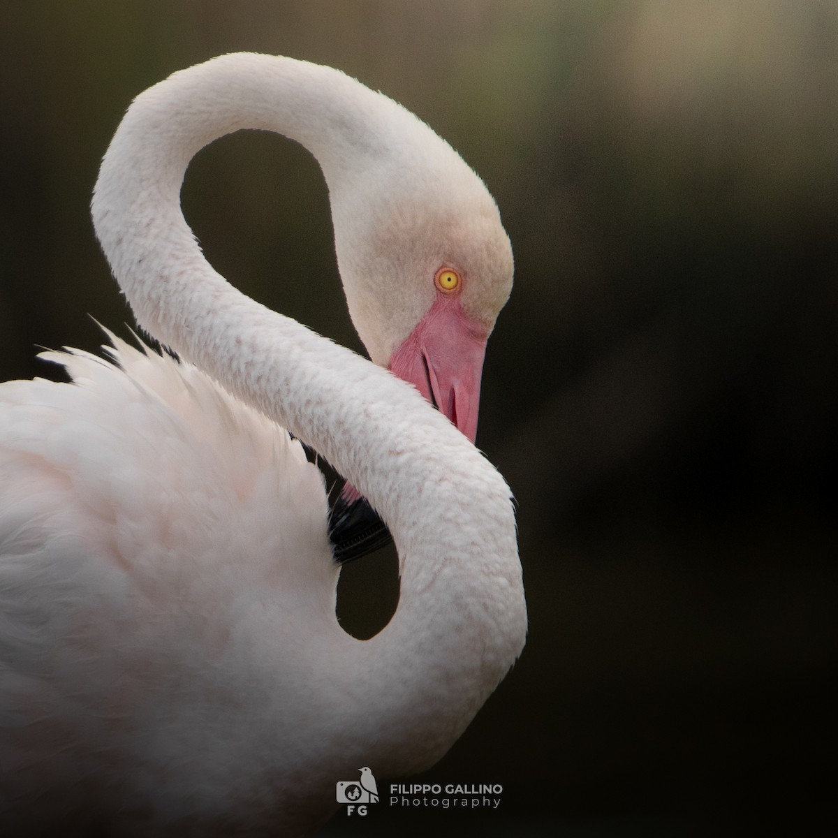 Greater Flamingo - ML620834528