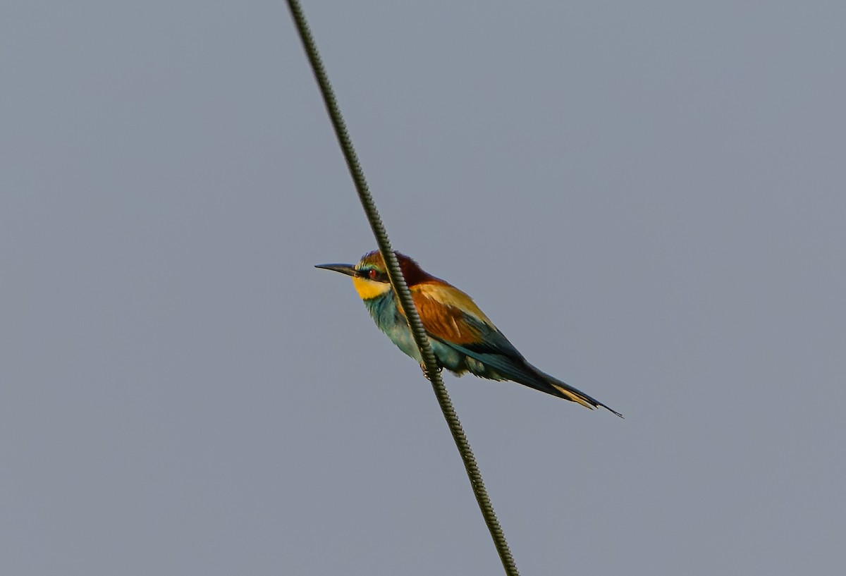 European Bee-eater - Frederik Gustavsson