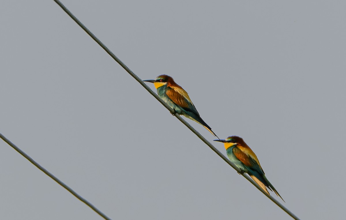 European Bee-eater - ML620834530