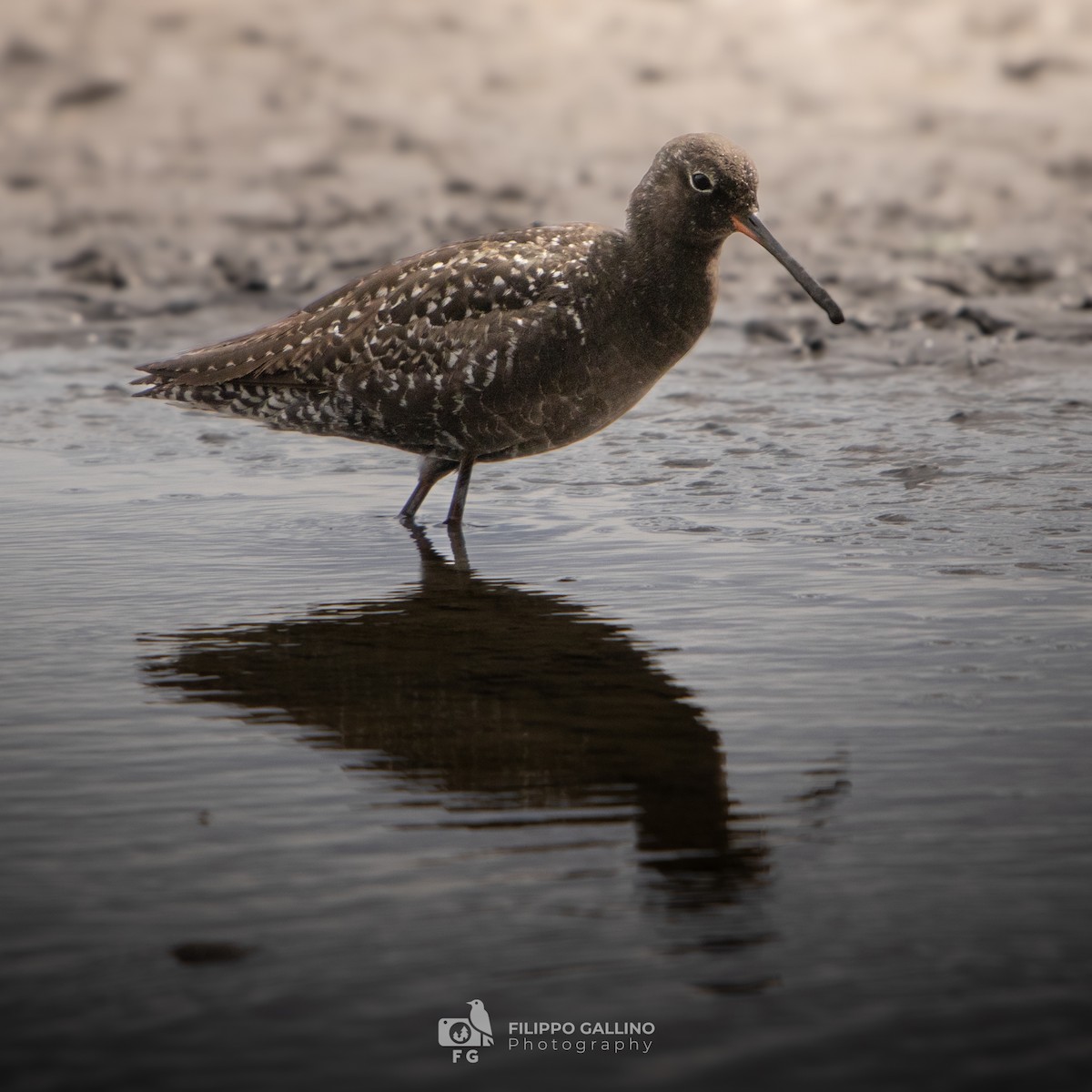 Spotted Redshank - ML620834535