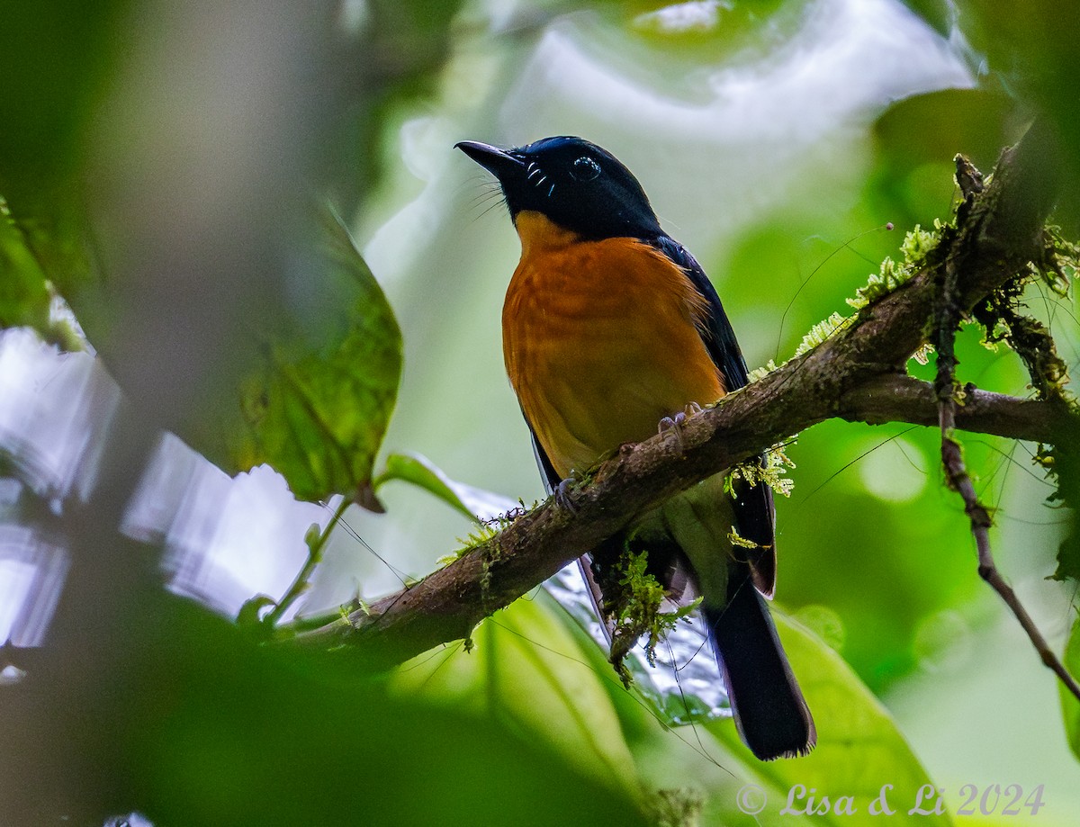 Sunda Blue Flycatcher - ML620834538