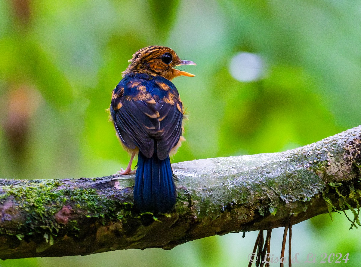 Sunda Blue Flycatcher - ML620834539